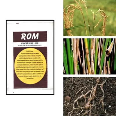 ROM 3 kg Bio Resist Sil | Bio Pesticide | Growth Promoter and Disease Suppressor